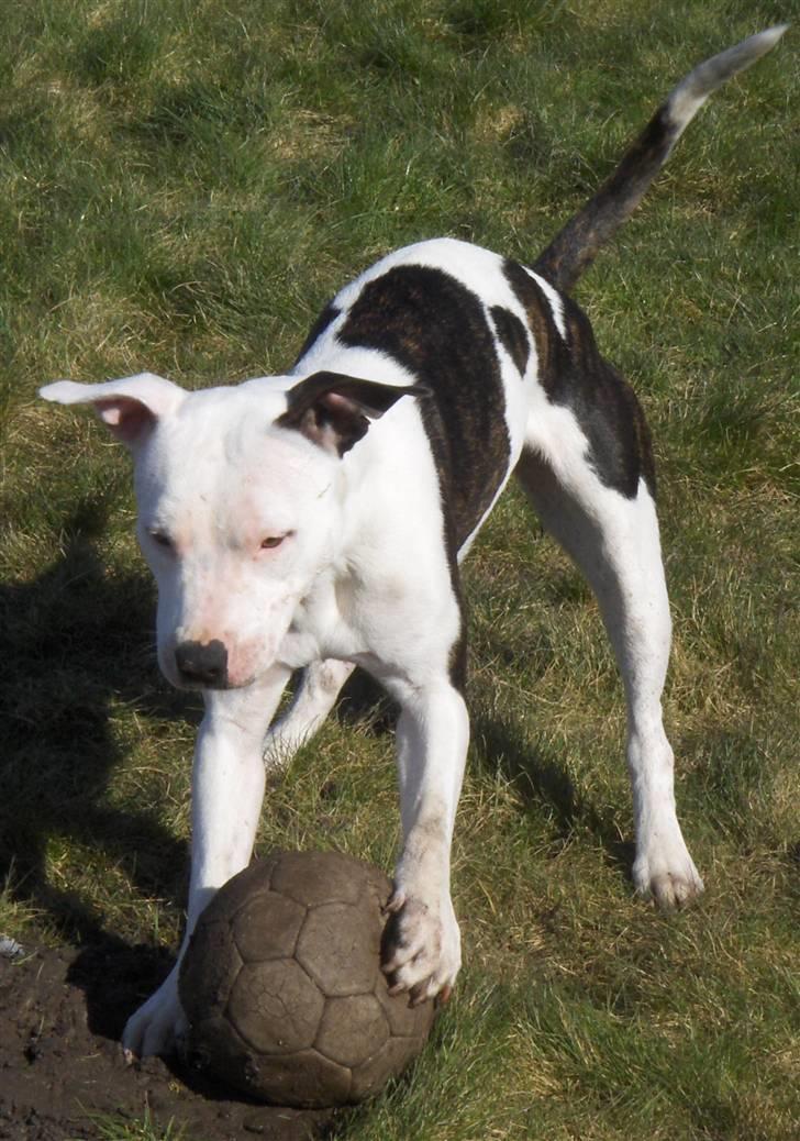 Amerikansk staffordshire terrier Sheila R.I.P. - jeg elsker at lege med bold billede 8