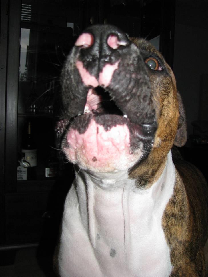 Blanding af racer OTTO billede 1