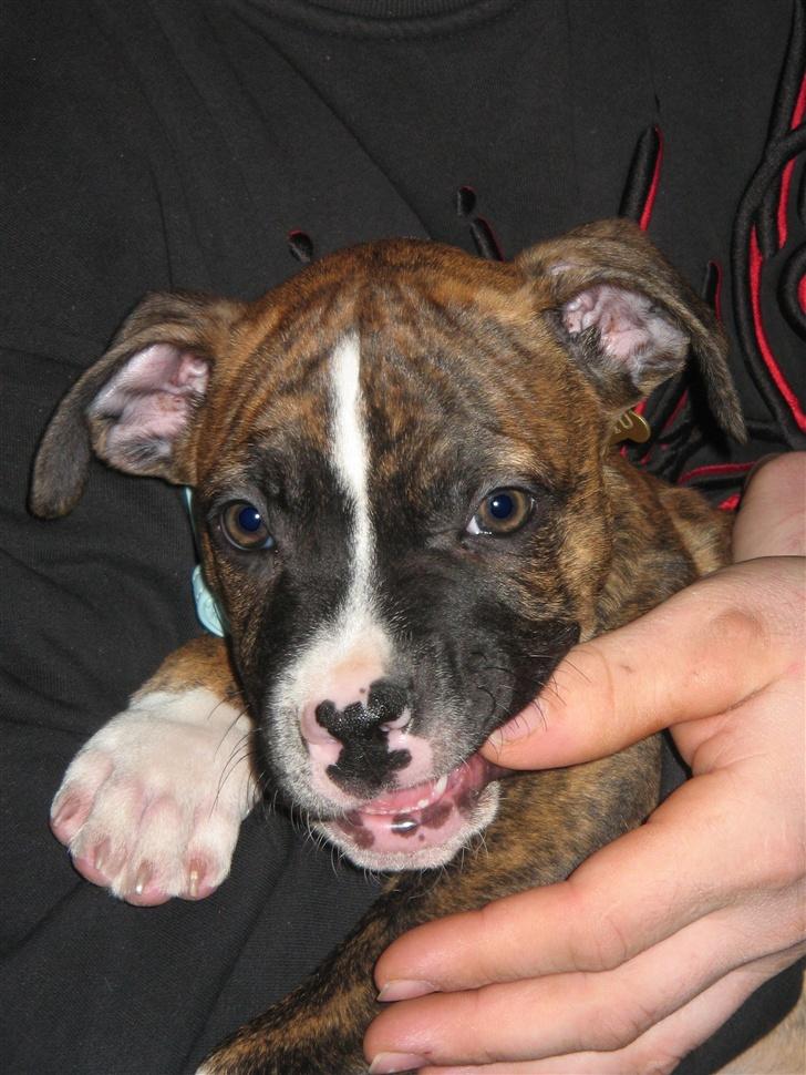 Blanding af racer OTTO billede 2