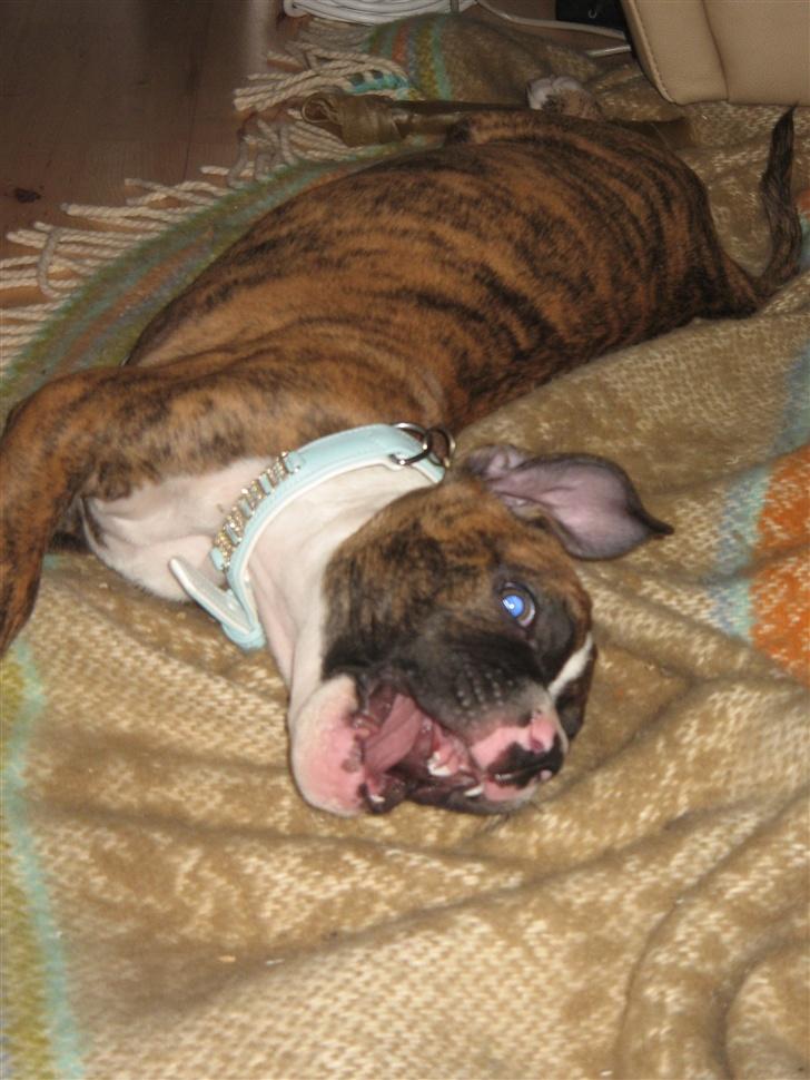 Blanding af racer OTTO billede 3