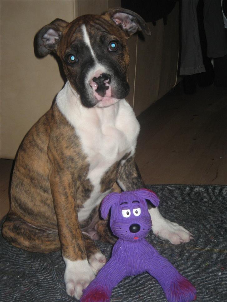 Blanding af racer OTTO - Her sidder Buller og jeg og holder vagt..! billede 4