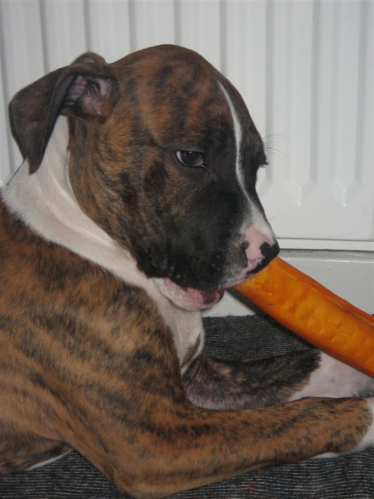 Blanding af racer OTTO billede 5