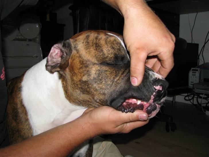 Blanding af racer OTTO billede 6