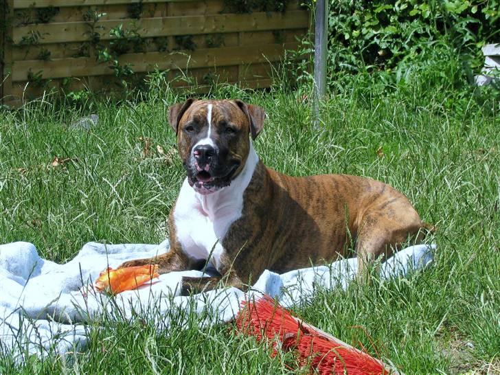 Blanding af racer OTTO billede 7