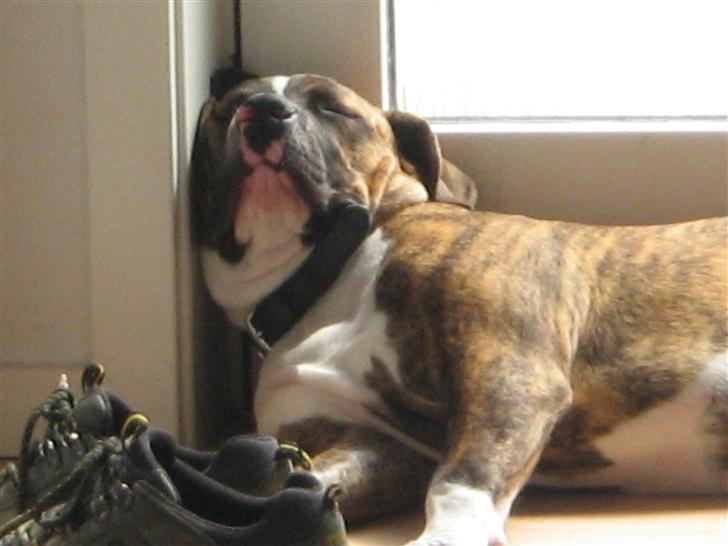 Blanding af racer OTTO - Fars sikkerhedssko! Puha! billede 8