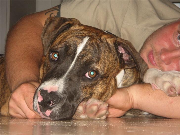 Blanding af racer OTTO billede 9