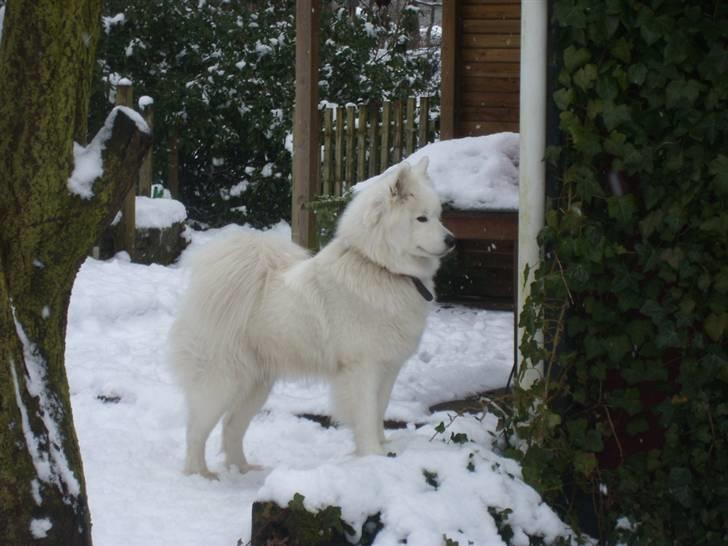 Samojedhund Fina<3 - velkommen til Fina´s profil :)  billede 1