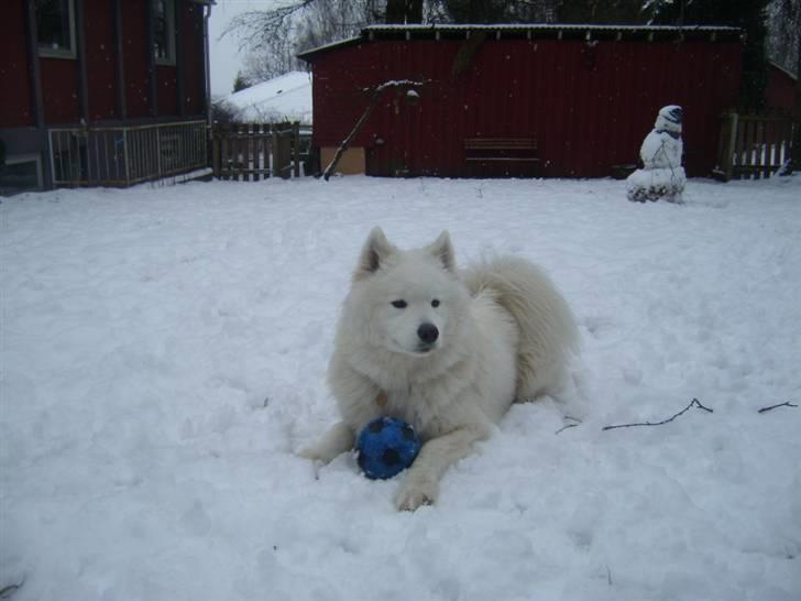 Samojedhund Fina<3 - hun elsker at lege i sneen :) billede 3