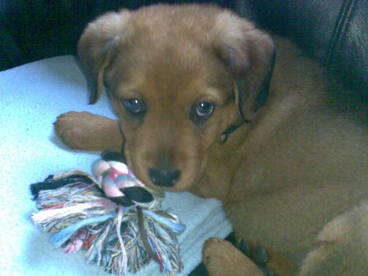 Blanding af racer Clea R.I.P billede 2