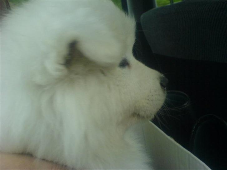 Samojedhund Fina<3 - Fina i bilen igen<33 billede 7