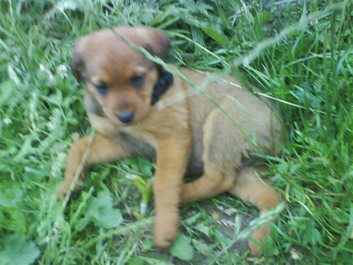 Blanding af racer Clea R.I.P billede 4