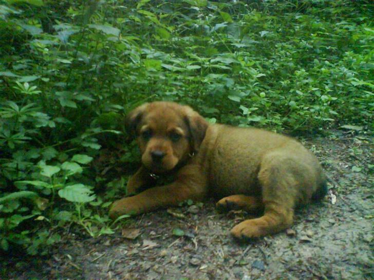 Blanding af racer Clea R.I.P billede 5