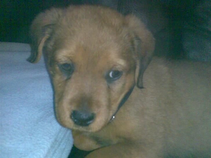 Blanding af racer Clea R.I.P billede 6