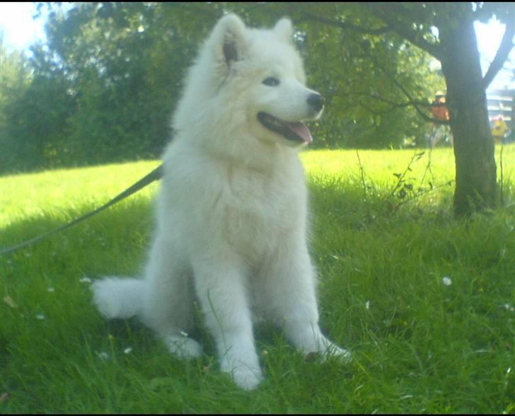 Samojedhund Fina<3 - åårrhh...  så smuk og sød hun er :P billede 8