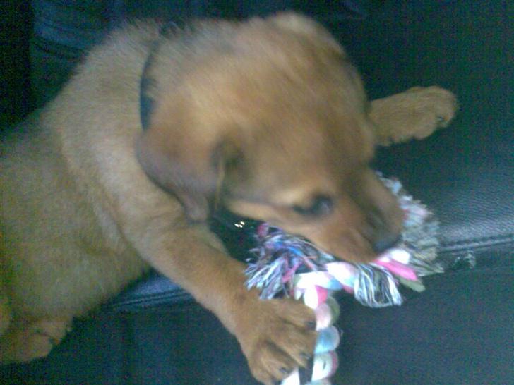 Blanding af racer Clea R.I.P billede 7