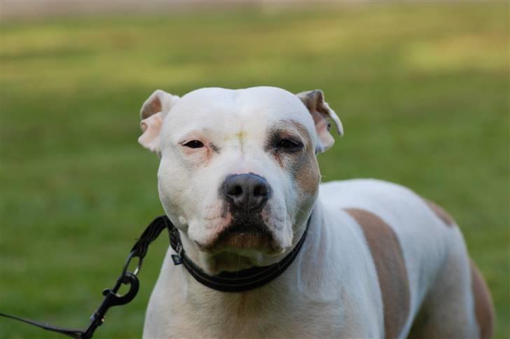 Amerikansk staffordshire terrier Two-Face - Smukke pige sommer´ 09 billede 2