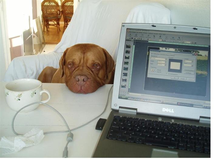 Dogue de bordeaux Násly R.I.P - Sidder lige og kigger på dig - mens du sidder ved PC´en.... billede 11
