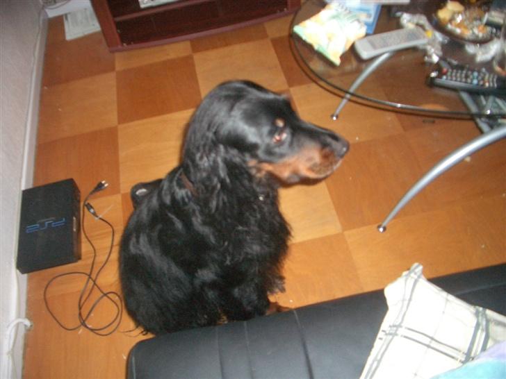 Gordon setter Bella billede 2