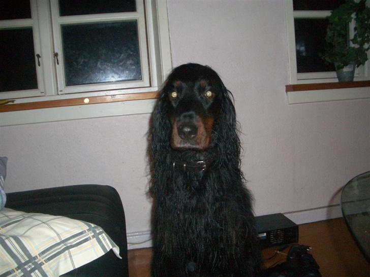Gordon setter Bella billede 3