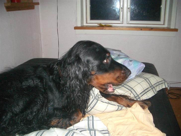 Gordon setter Bella billede 4