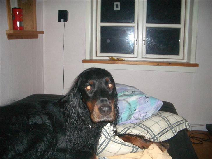 Gordon setter Bella billede 5