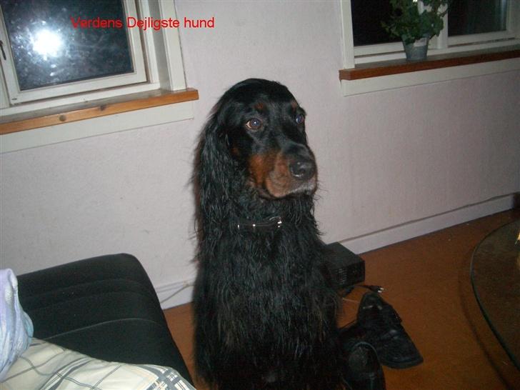 Gordon setter Bella billede 6
