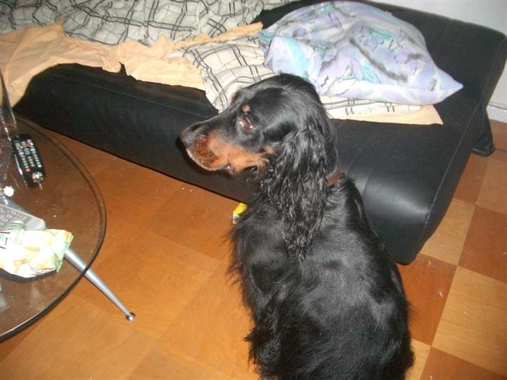 Gordon setter Bella billede 7