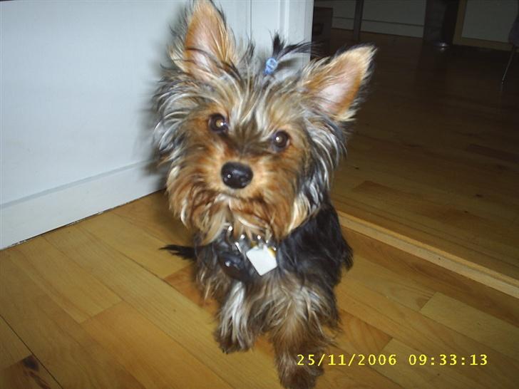 Yorkshire terrier Nemo billede 1