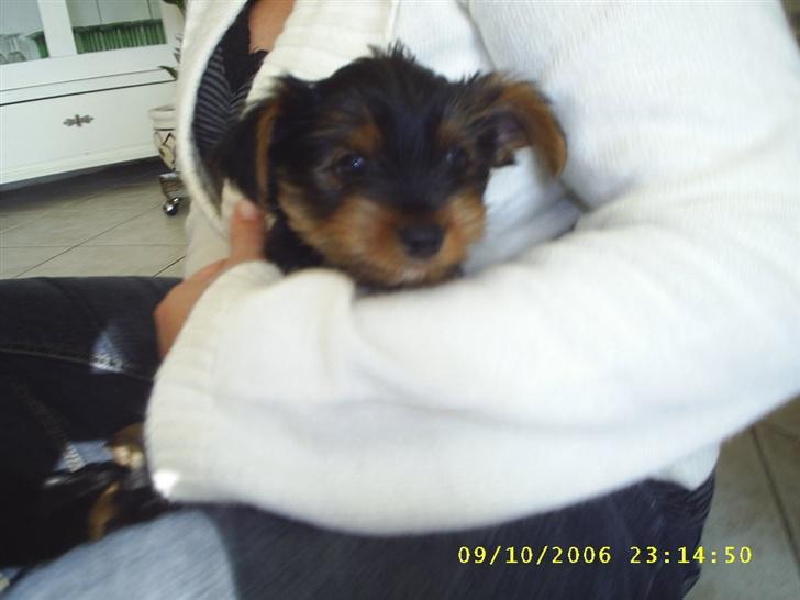 Yorkshire terrier Nemo billede 2