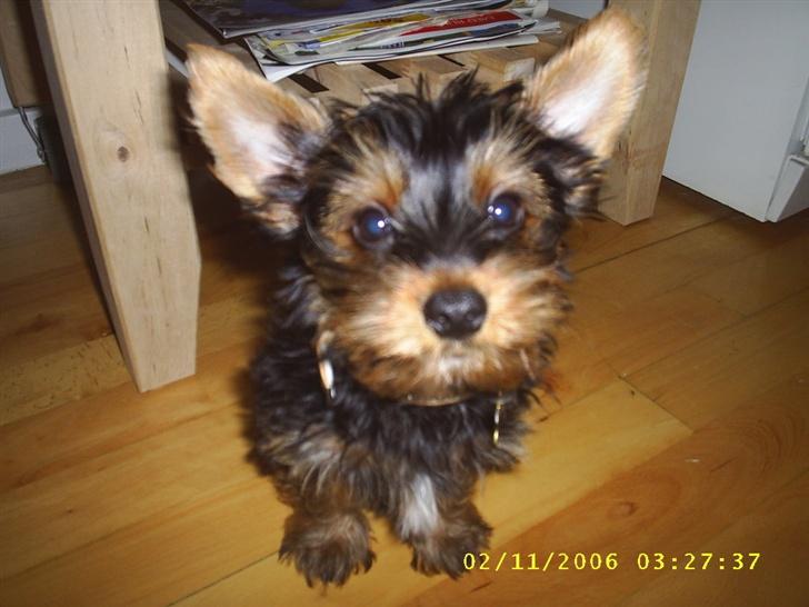 Yorkshire terrier Nemo billede 3