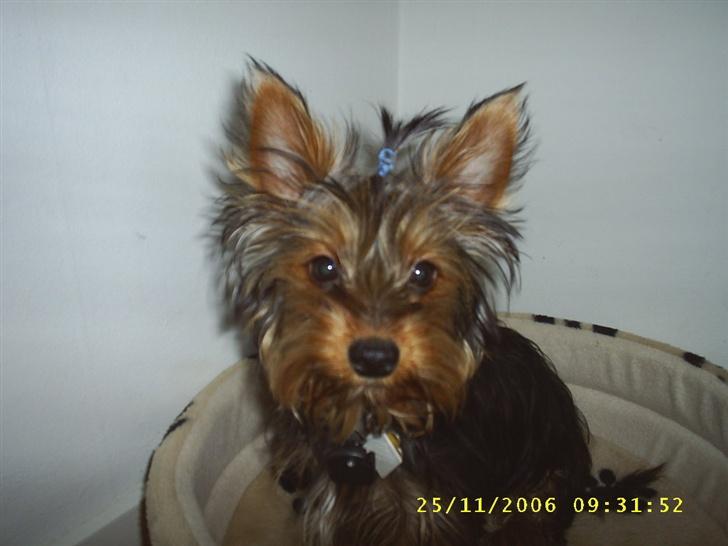 Yorkshire terrier Nemo billede 4