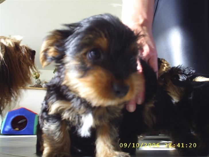 Yorkshire terrier Nemo billede 5