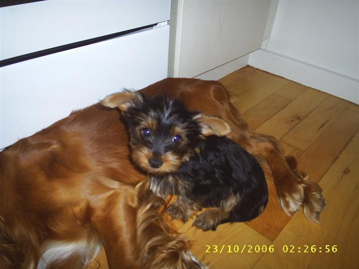 Yorkshire terrier Nemo billede 6