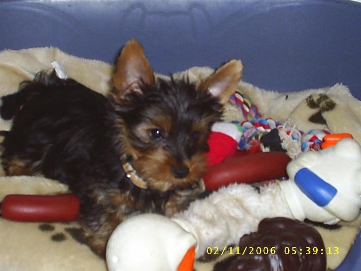 Yorkshire terrier Nemo billede 9