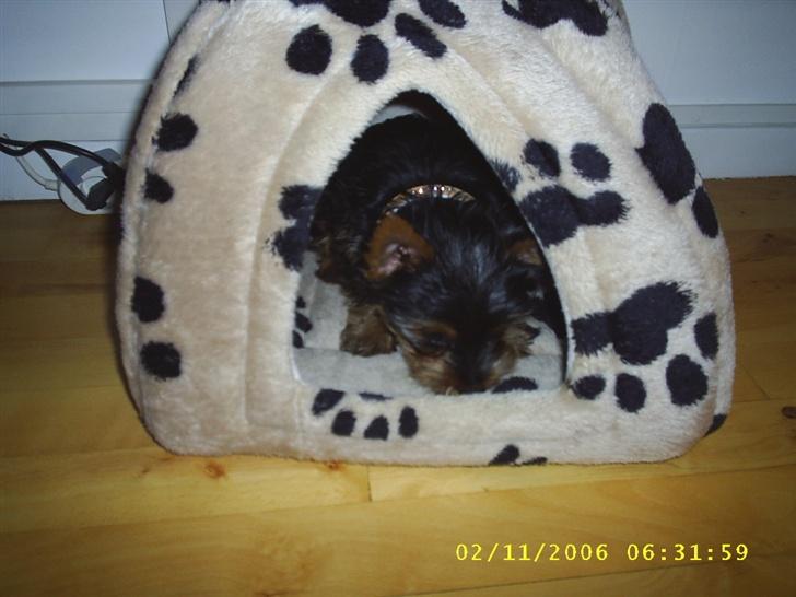 Yorkshire terrier Nemo billede 10