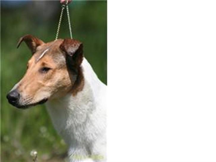 Collie korthåret Uku DKK Racevinder i 2007 billede 7