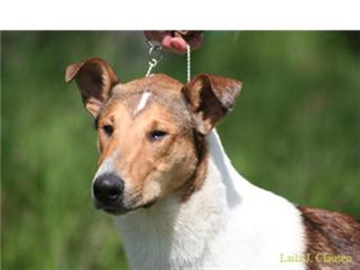 Collie korthåret Uku DKK Racevinder i 2007 billede 8