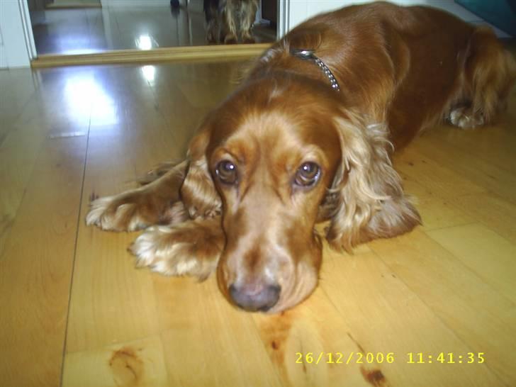 Cocker spaniel Simba - Er jeg ikke bare nuser?? billede 1