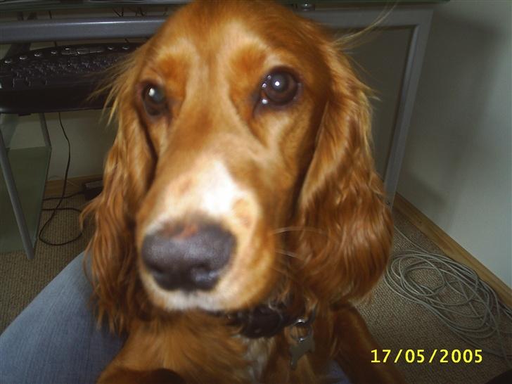 Cocker spaniel Simba - Er det her jeg skal se ind? billede 2