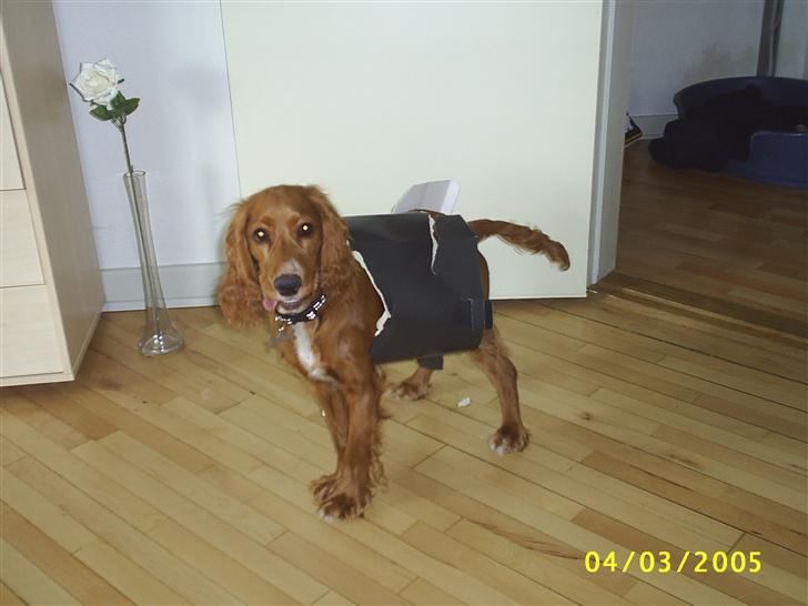 Cocker spaniel Simba - Er jeg ikke en fin gave -hihi- billede 3