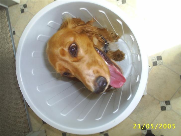 Cocker spaniel Simba - Jeg troede at jeg skulle vaskes...Så er lige hoppet i vasketøjskurven. billede 4