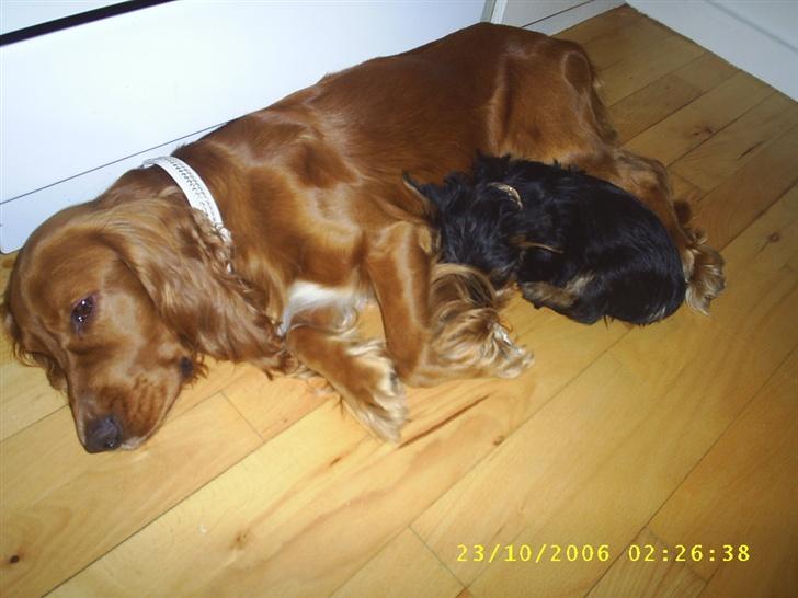 Cocker spaniel Simba - zzzzzzzzzzzzz billede 5
