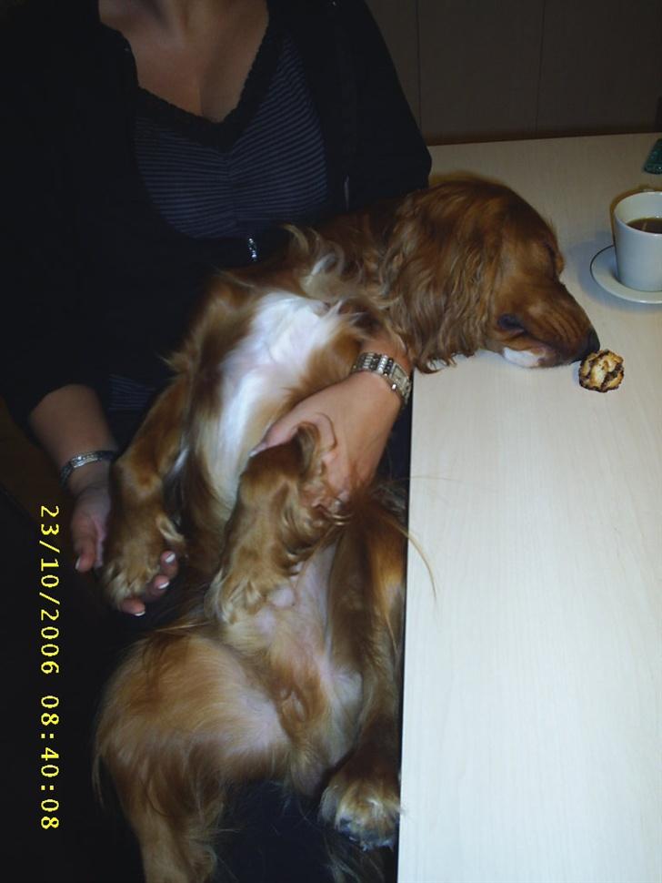 Cocker spaniel Simba - Min lugtesans er i dårlig form, når jeg sover i mor´s arme. billede 6