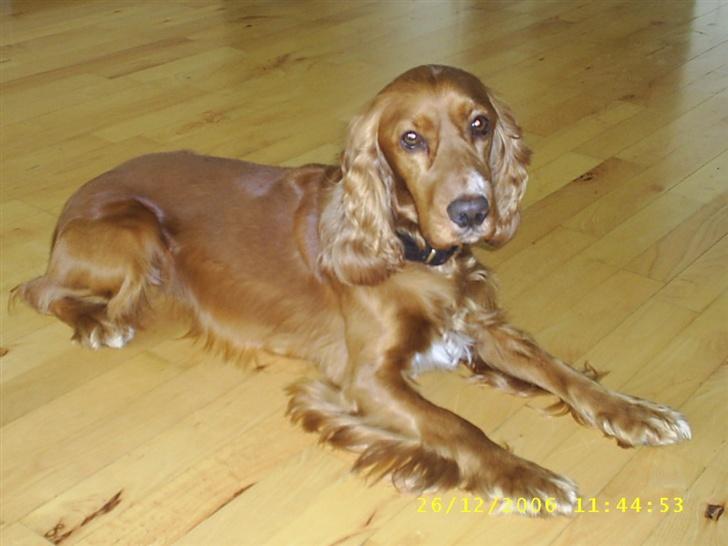 Cocker spaniel Simba - Fint billede af mig billede 7