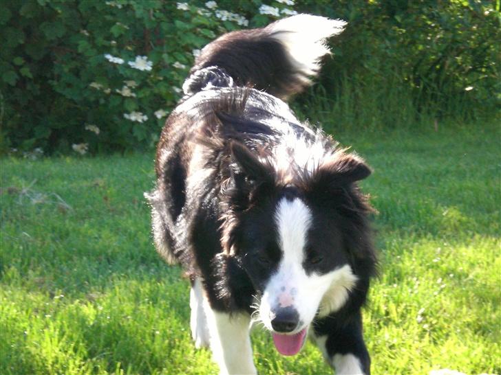 Border collie Freja - 3/6 2007 billede 6