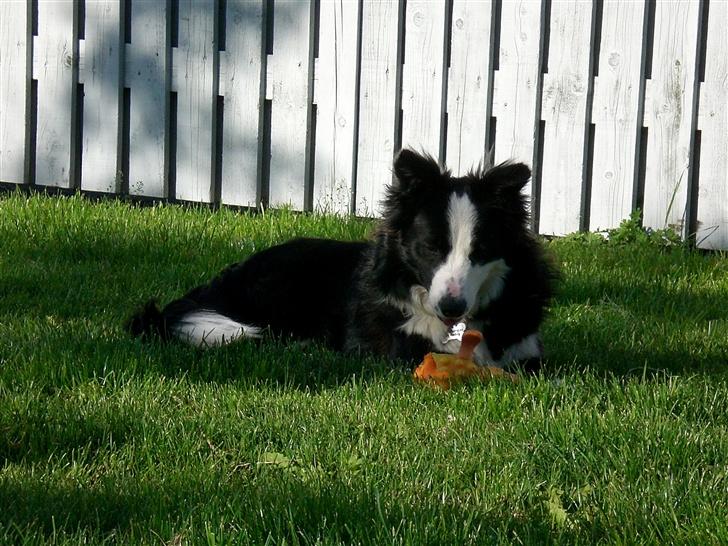 Border collie Freja - 3/6 2007 billede 7