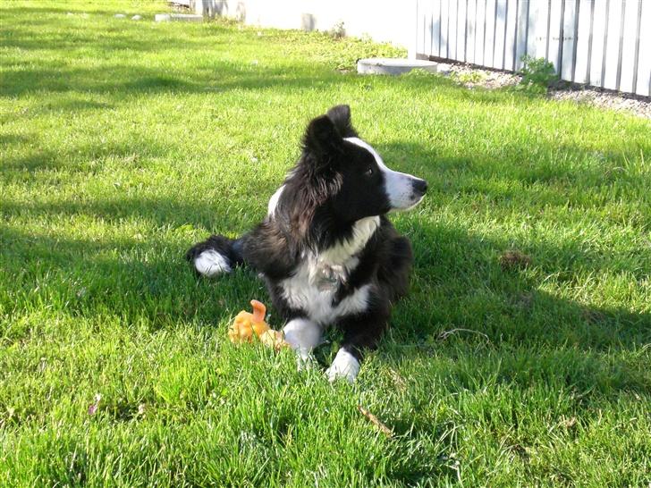 Border collie Freja - 3/6 2007 billede 8
