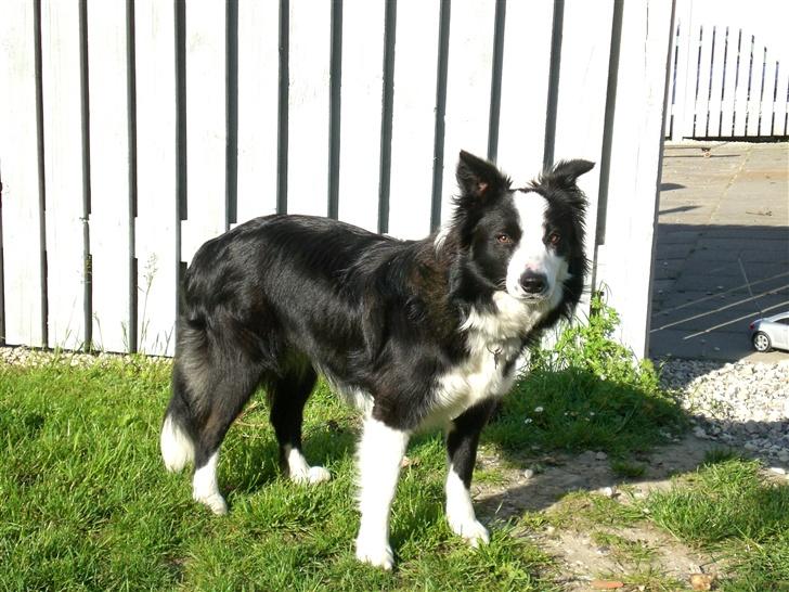 Border collie Freja - 3/6 2007 billede 9