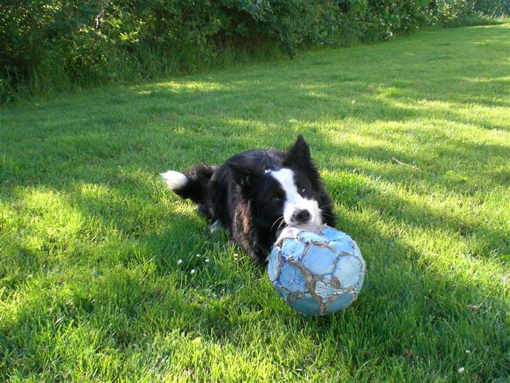 Border collie Freja - 3/6 2007 billede 10