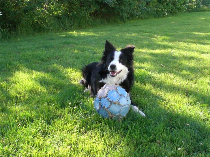 Border collie Freja - 3/6 2007 billede 11